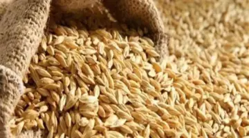 سعر الأرز الشعير اليوم الأحد 14-6-2026 في الأسواق.. الطن بكام؟